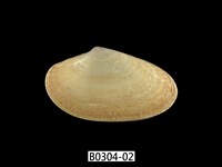 藏品(波紋橫簾蛤)的圖片